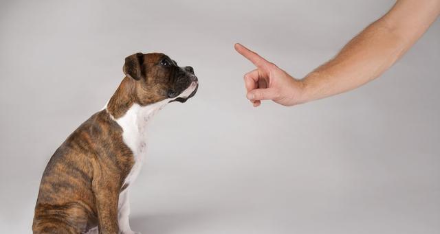 如何有效训练狗狗让它们听从指令的实用方法(图3)