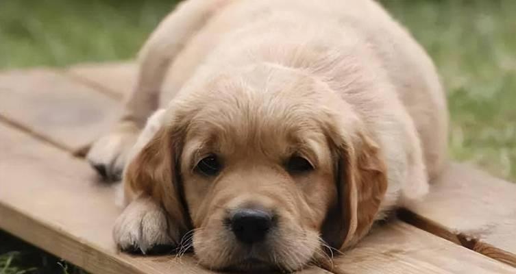 如何有效训练狗狗让它们听从指令的实用方法 - 悠悠酷狗网