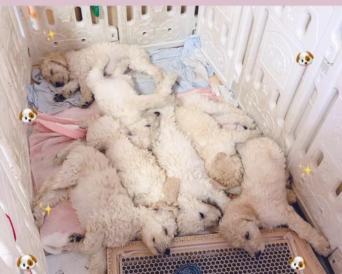 狗狗出生后如何正确选择和喂养奶粉保障健康(图2)