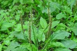 兔子喜爱的青草品种与饲养注意事项全攻略(图1)