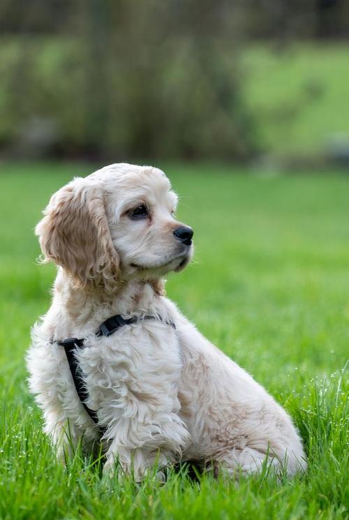 科学喂养指南：保障狗狗健康成长的关键策略(图2)