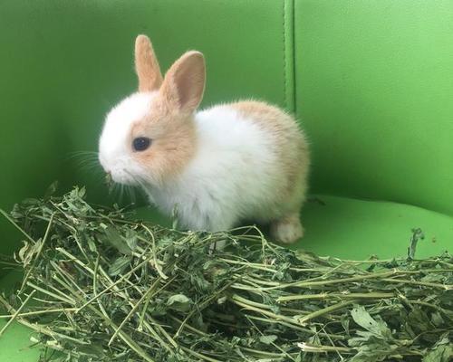 兔子喜爱的青草品种与饲养注意事项全攻略(图2)