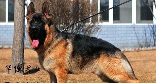 以德牧背线的重要性与未来发展趋势分析 - 悠悠酷狗网