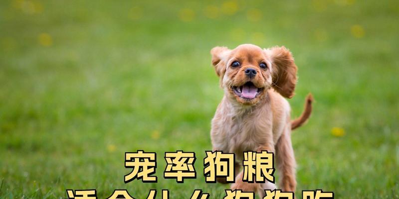 科学选购狗粮助力控制犬只体重，保持健康(图2)