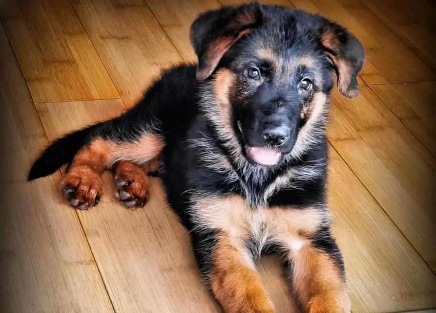 以德牧背线的重要性与未来发展趋势分析(图3)