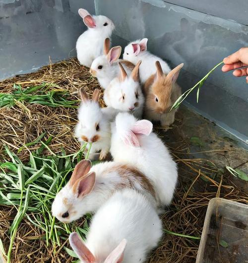 兔子喜爱的青草品种与饲养注意事项全攻略(图3)