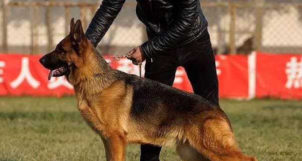 以德牧背线的重要性与未来发展趋势分析(图2)