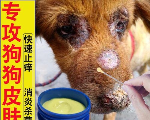 犬只抖身原因与药物治疗方案全面指南(图2)