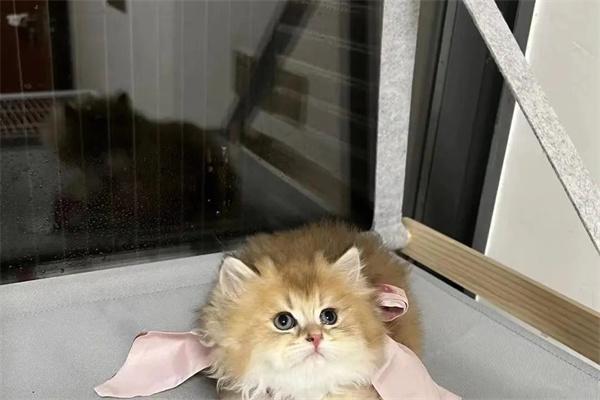 猫咪之间是怎么交朋友的？ - 悠悠酷狗网