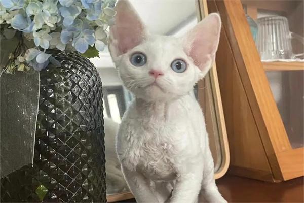 收养流浪猫后应该怎么做? 收养流浪猫后应该怎么做?(图2)