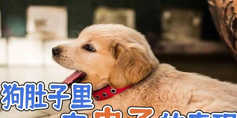 揭秘狗狗肚有虫子的症状及应对方法（不可忽视的肠道寄生虫问题，让我们为宠物的健康负责）(图3)