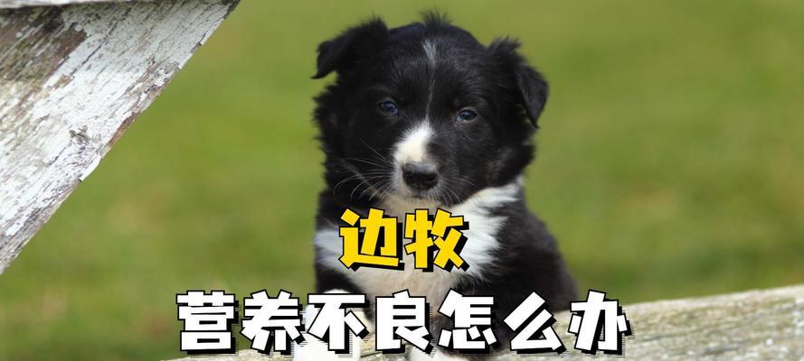 三个月大的边牧狗狗的饮食指南(科学搭配食物,健康成长)(图3) 三个月大的边牧狗狗的饮食指南(科学搭配食物,健康成长)(图3)