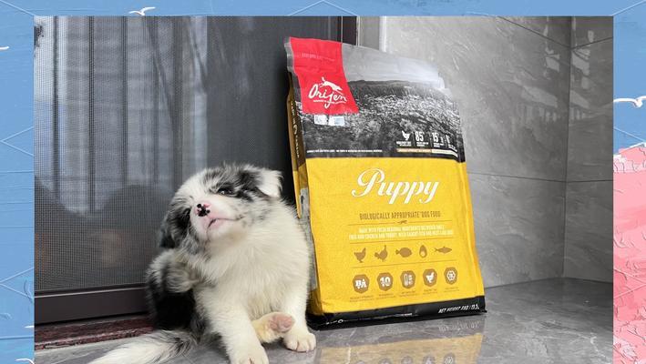 三个月大的边牧狗狗的饮食指南（科学搭配食物，健康成长） - 悠悠酷狗网