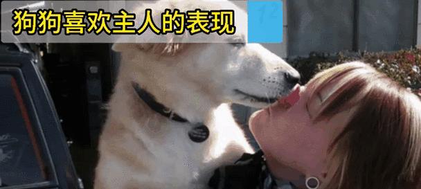 狗狗为什么喜欢跟着主人?(探索狗狗与主人之间特殊的连结)(图2) 狗狗为什么喜欢跟着主人?(探索狗狗与主人之间特殊的连结)(图2)