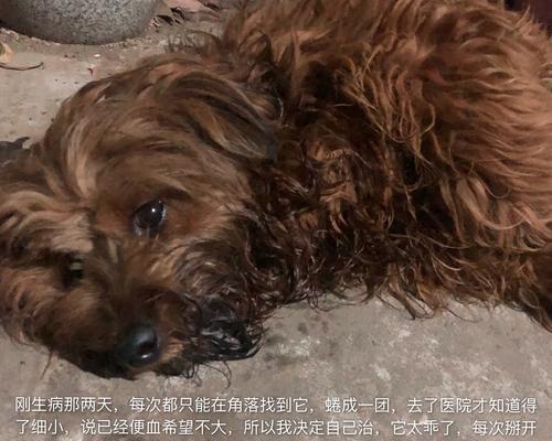 土狗呕吐的原因及处理方法（了解土狗呕吐的常见原因和正确处理方法，让你的爱犬更健康 - 悠悠酷狗网