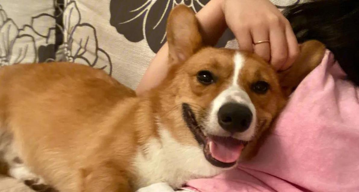 狗狗为什么喜欢跟着主人?(探索狗狗与主人之间特殊的连结)(图1) 狗狗为什么喜欢跟着主人?(探索狗狗与主人之间特殊的连结)(图1)