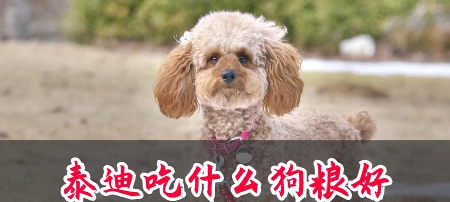 泰迪狗喜爱的香味狗粮(揭开泰迪狗喜欢的狗粮香的秘密)(图2) 泰迪狗喜爱的香味狗粮(揭开泰迪狗喜欢的狗粮香的秘密)(图2)