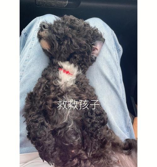 土狗呕吐的原因及处理方法（了解土狗呕吐的常见原因和正确处理方法，让你的爱犬更健康快乐）(图2)