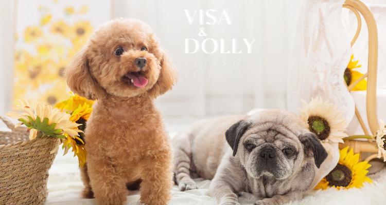 2017年最流行的宠物犬品种（探索当年备受宠爱的宠物犬种类及其魅力） - 悠悠酷狗网