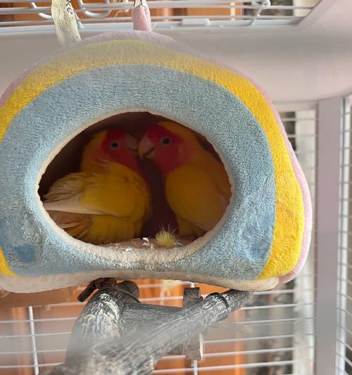 缅甸生活的多样鹦鹉（探索缅甸独特的鹦鹉物种和文化） - 悠悠酷狗网