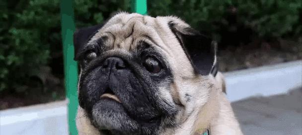 聪明听话的狗狗训练秘籍（培养狗狗良好的行为习惯，共创和谐的宠物生活） - 悠悠酷狗网