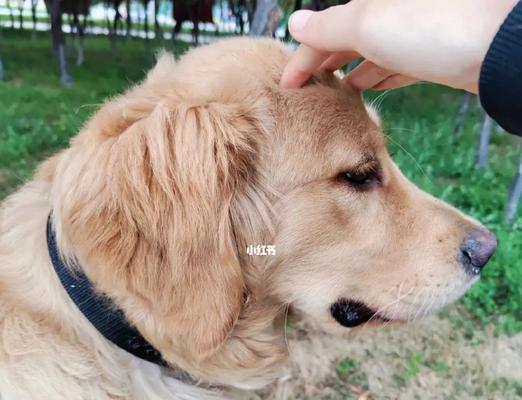 聪明听话的狗狗训练秘籍(培养狗狗良好的行为习惯,共创和谐的宠物生活)(图3) 聪明听话的狗狗训练秘籍(培养狗狗良好的行为习惯,共创和谐的宠物生活)(图3)