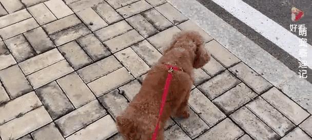 胆小的狗为什么会变得凶恶？（探究胆小狗凶恶行为背后的原因及解决方法） - 悠悠酷狗网