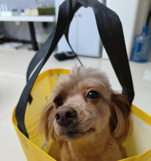 胆小的狗为什么会变得凶恶?(探究胆小狗凶恶行为背后的原因及解决方法)(图2) 胆小的狗为什么会变得凶恶?(探究胆小狗凶恶行为背后的原因及解决方法)(图2)