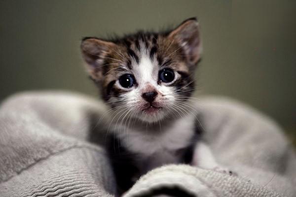 猫角膜炎 犬猫角膜炎(图3)