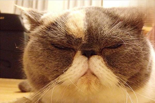 犬猫结膜炎 - 悠悠酷狗网