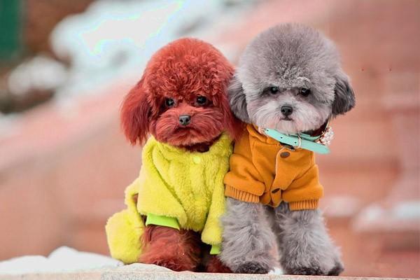 犬结膜炎 犬猫结膜炎(图2)