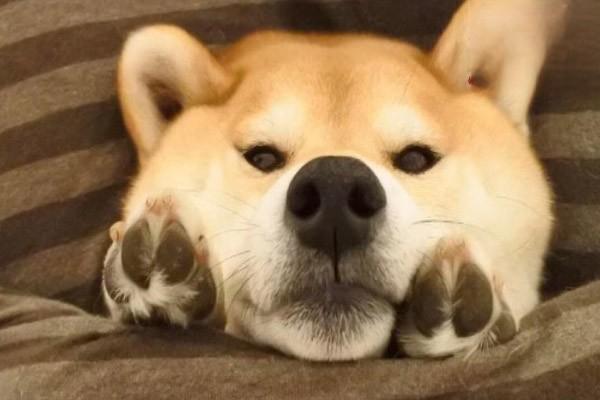 犬脸腺炎 犬猫脸腺炎(图2)