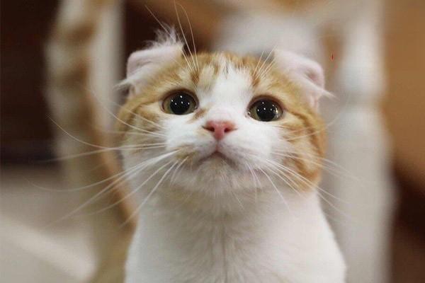 犬猫脸腺炎 - 悠悠酷狗网