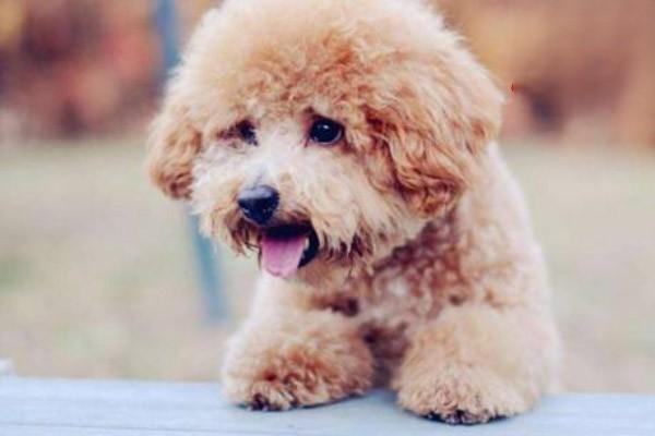 犬猫眼睑炎 - 悠悠酷狗网