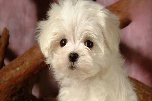 狗眼睑外翻 犬猫眼睑外翻(图2)