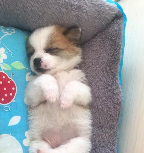 揭秘狗狗肚有虫子的症状及应对方法（不可忽视的肠道寄生虫问题，让我们为宠物的健康负 - 悠悠酷狗网