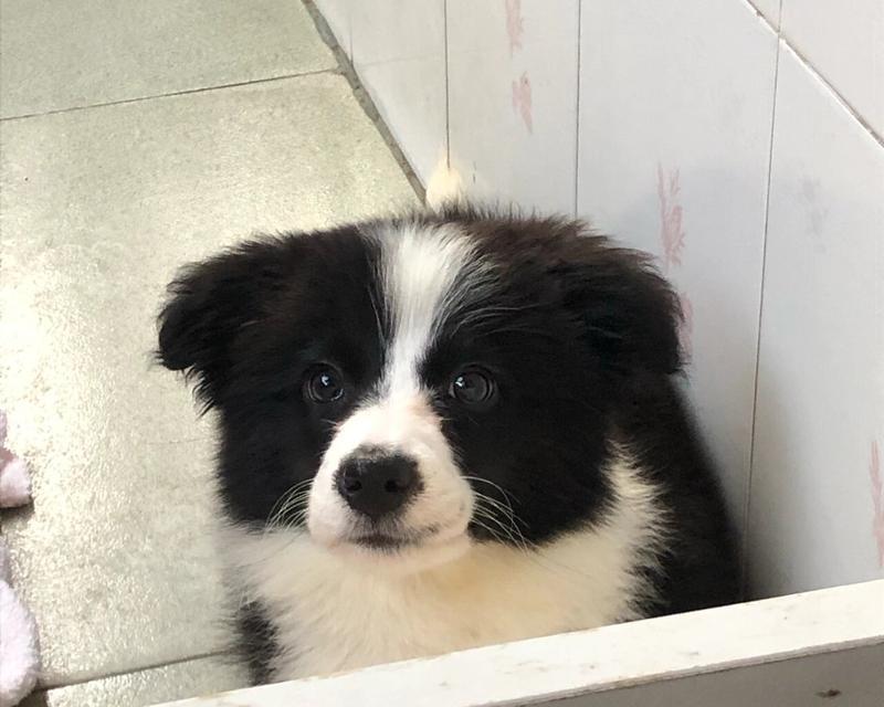 三个月大的边牧狗狗的饮食指南(科学搭配食物,健康成长)(图2) 三个月大的边牧狗狗的饮食指南(科学搭配食物,健康成长)(图2)