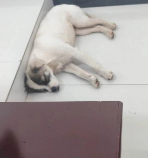 小狗食欲不振的原因及应对措施(小狗突然不爱吃饭可能是由以下几个原因引起的)(图3) 小狗食欲不振的原因及应对措施(小狗突然不爱吃饭可能是由以下几个原因引起的)(图3)