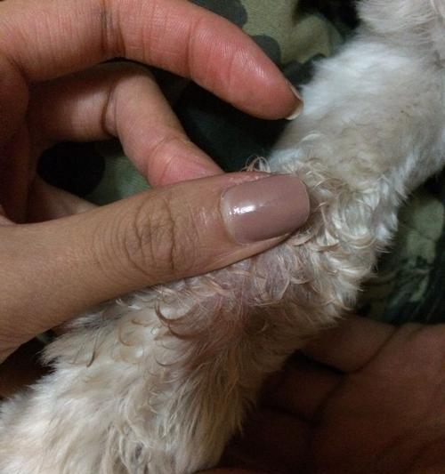 小狗食欲不振的原因及应对措施(小狗突然不爱吃饭可能是由以下几个原因引起的)(图2) 小狗食欲不振的原因及应对措施(小狗突然不爱吃饭可能是由以下几个原因引起的)(图2)