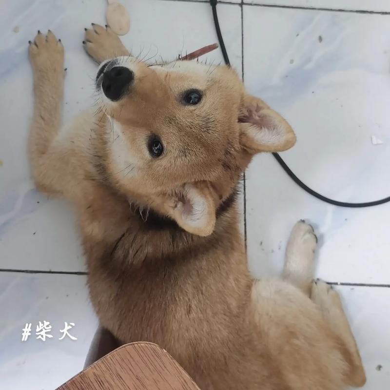 小狗食欲不振的原因及应对措施(小狗突然不爱吃饭可能是由以下几个原因引起的)(图1) 小狗食欲不振的原因及应对措施(小狗突然不爱吃饭可能是由以下几个原因引起的)(图1)