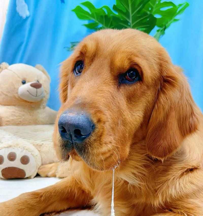 小狗狗补钙吃什么最好（营养丰富的食物是宝贝犬成长的关键）(图3)