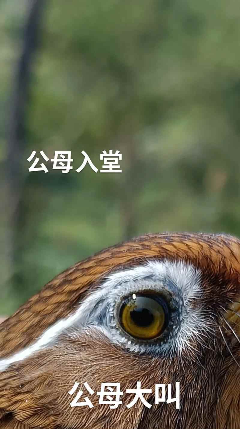 画眉鸟的主要食物及其重要性（揭秘画眉鸟的食物偏好和饮食习惯）(图2)