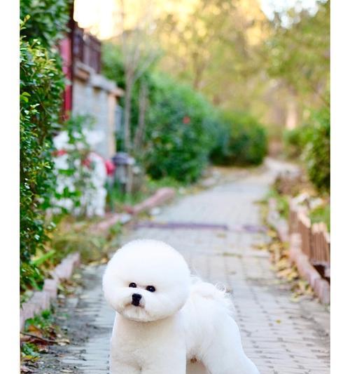 探索比熊的多样体型之美（了解比熊的体型特点与变化）(图2)