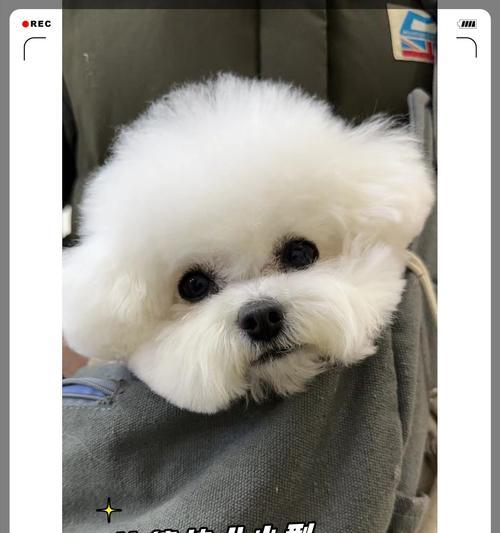 探索比熊的多样体型之美（了解比熊的体型特点与变化） - 悠悠酷狗网