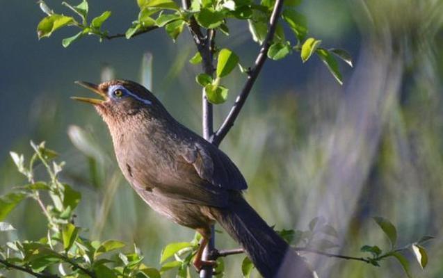 画眉鸟的主要食物及其重要性（揭秘画眉鸟的食物偏好和饮食习惯）(图1)