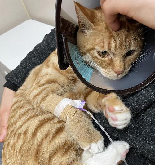 猫咪突然断粮，你应该准备什么？（为了宠物的健康和安全，应急备齐这些关键物品！）(图1)