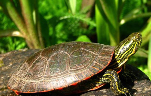 探秘乌龟的奇妙世界（一窥乌龟的品种与特性）(图1)