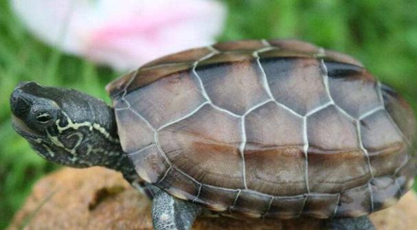 探秘乌龟的奇妙世界（一窥乌龟的品种与特性）(图3)