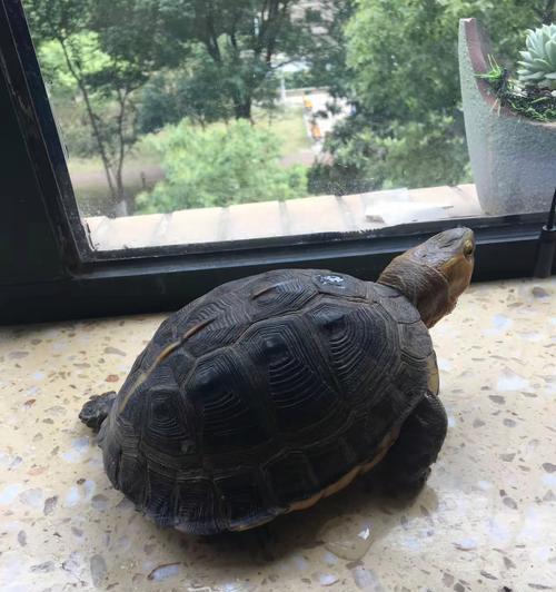 探秘乌龟的奇妙世界（一窥乌龟的品种与特性）(图2)