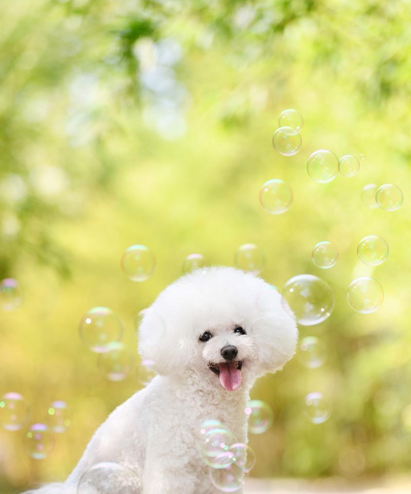 探索比熊的多样体型之美（了解比熊的体型特点与变化）(图3)